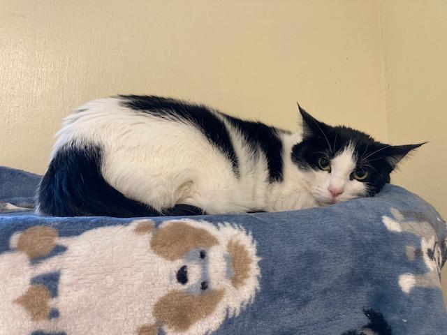 Enlarge Twist, a Adoptable Domestic Short Hair in Kankakee, IL image 3/4