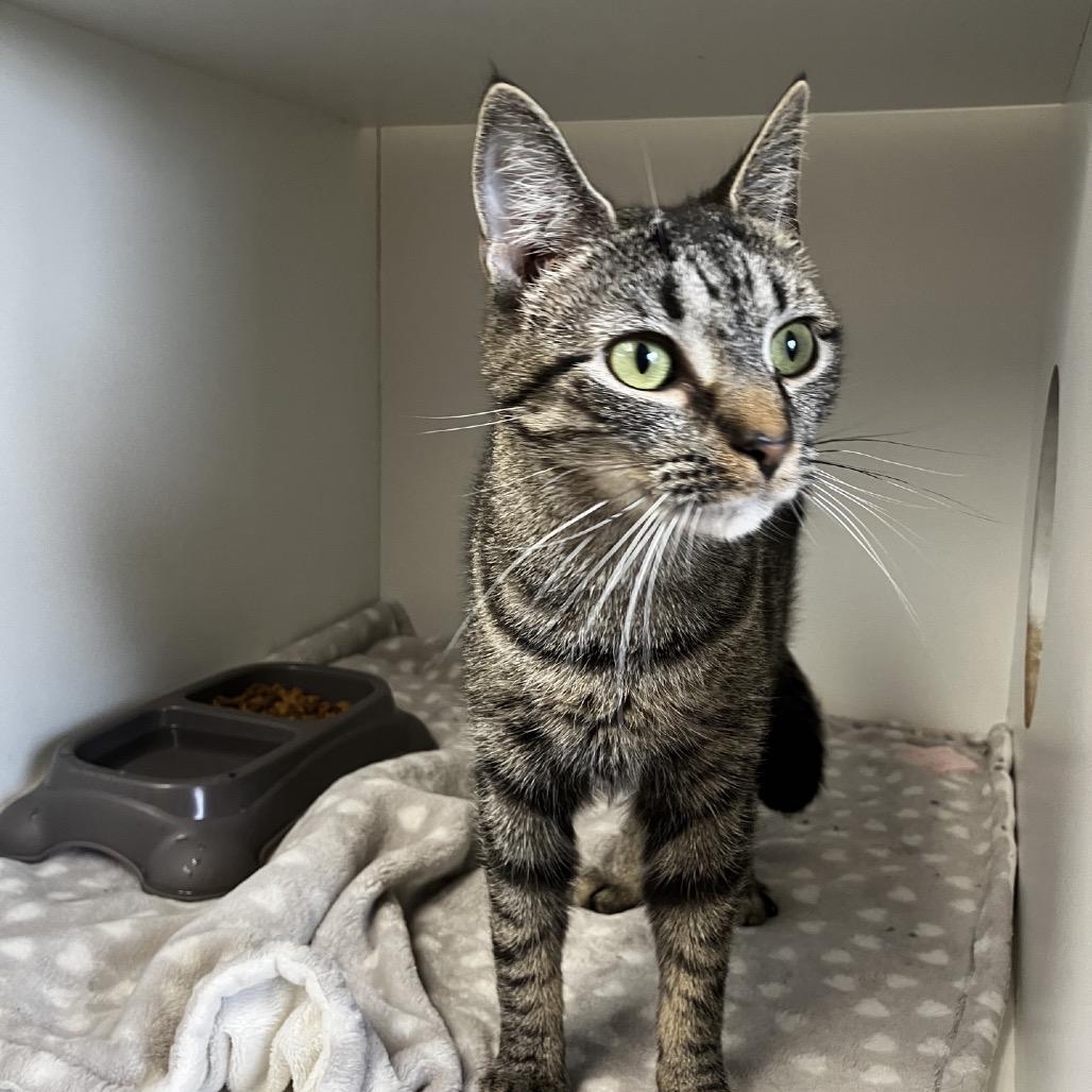Jovie, Adoptable, Young Female Domestic Short Hair.