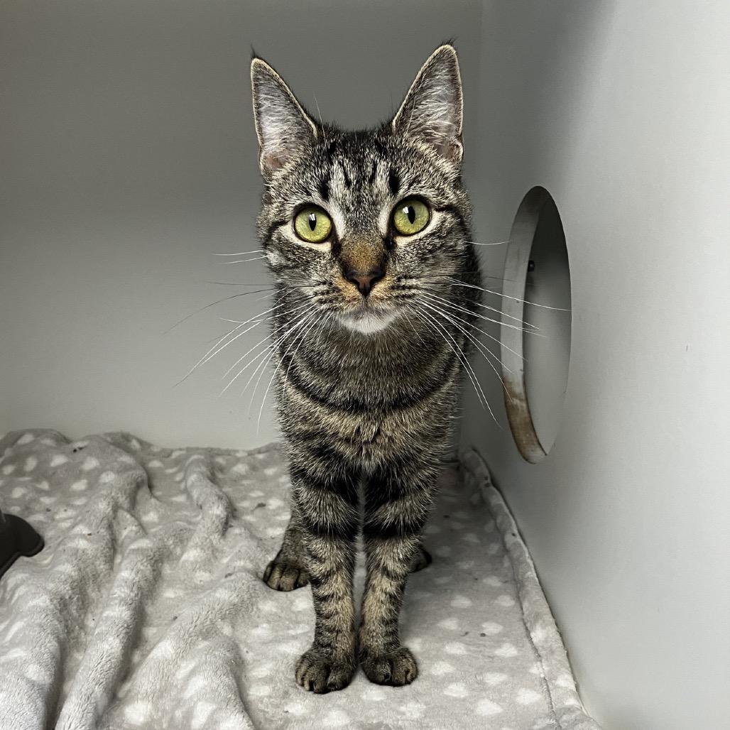 Jovie, a Adoptable Domestic Short Hair in Uniontown, PA image 3/5