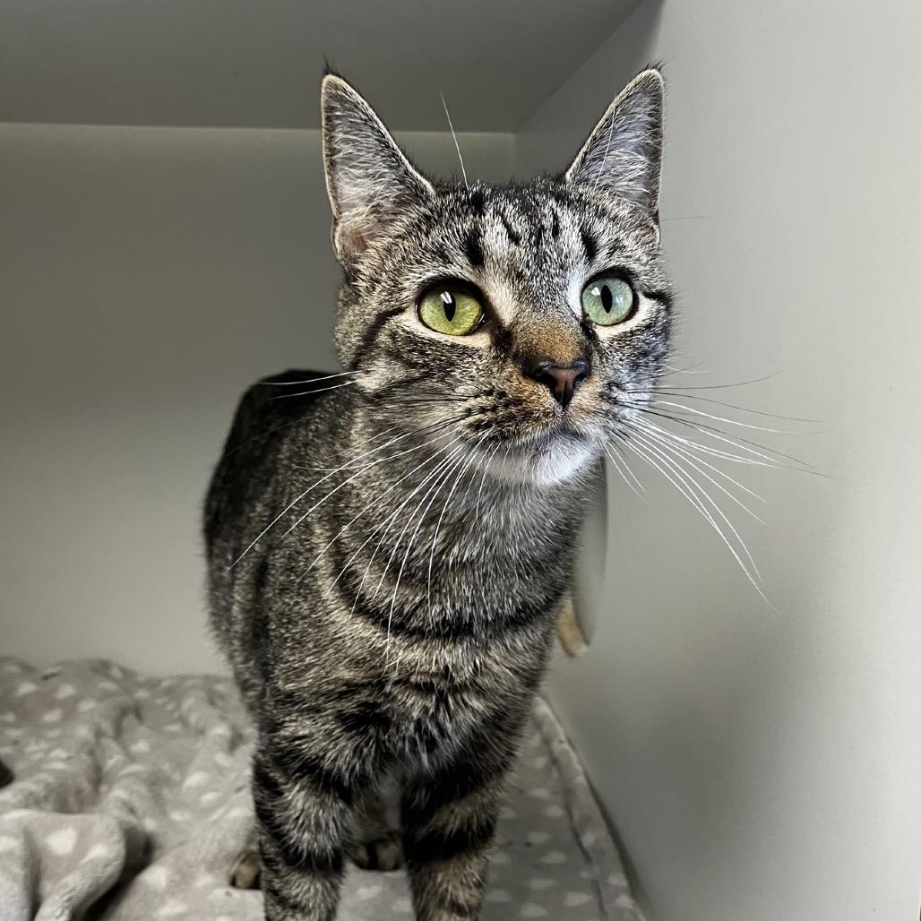 Jovie, a Adoptable Domestic Short Hair in Uniontown, PA image 4/5