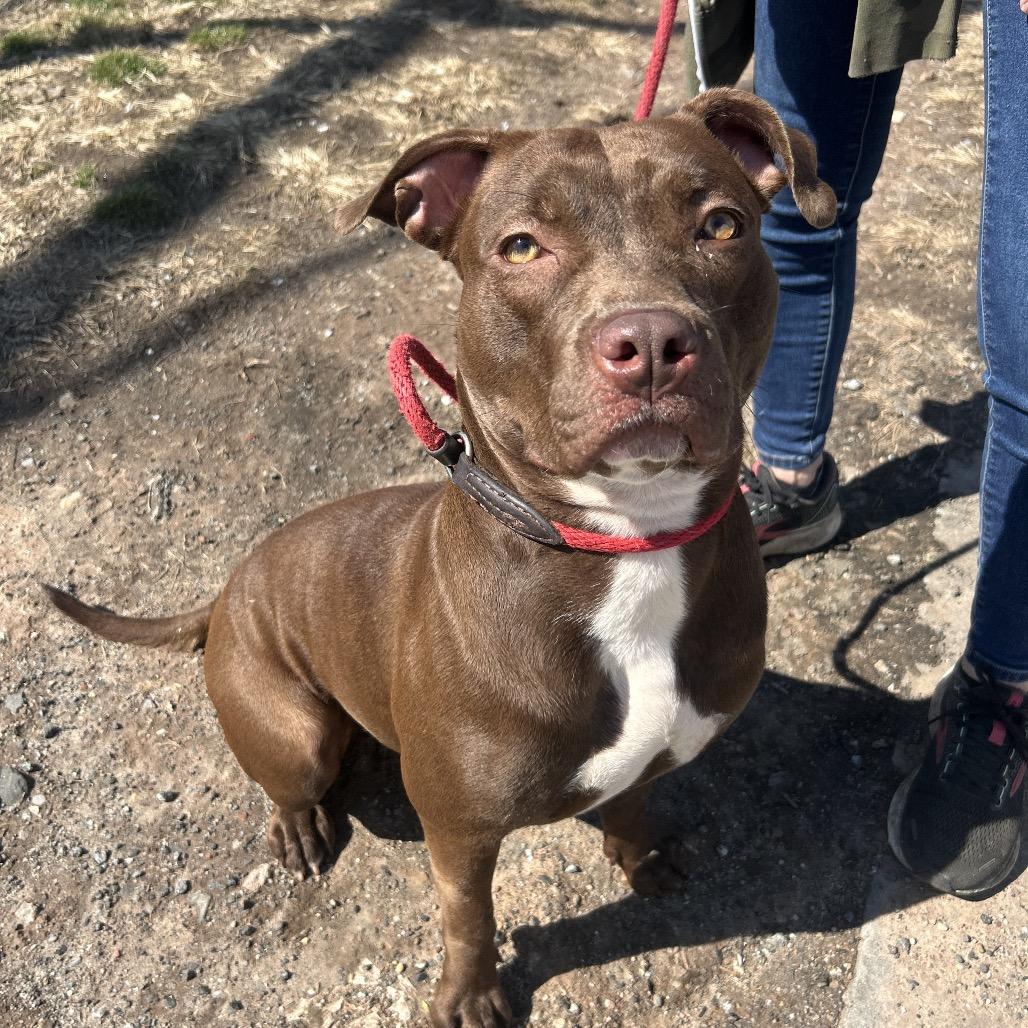 Winnie, Adoptable, Adult Female Mixed Breed.