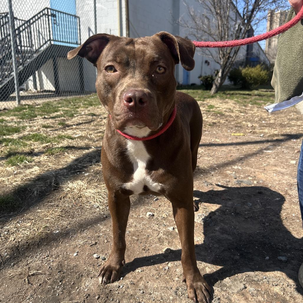 Winnie, a Adoptable Mixed Breed in Newark, NJ image 2/6