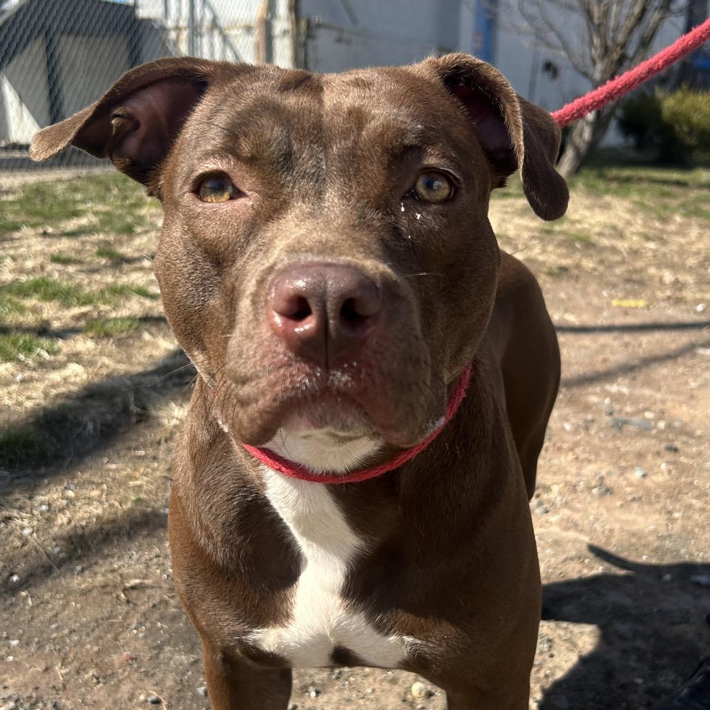 Winnie, a Adoptable Mixed Breed in Newark, NJ image 3/6