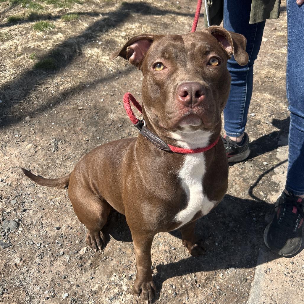Winnie, a Adoptable Mixed Breed in Newark, NJ image 4/6