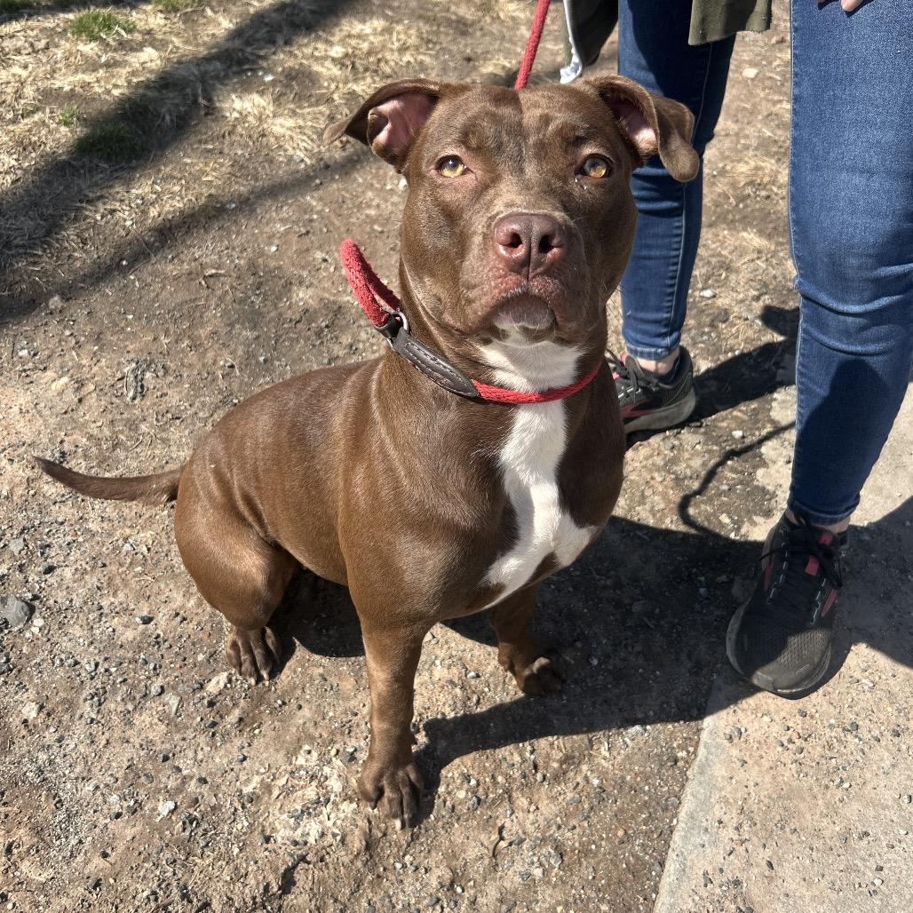 Winnie, a Adoptable Mixed Breed in Newark, NJ image 5/6