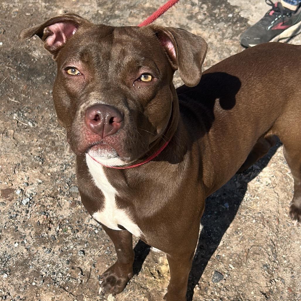 Winnie, a Adoptable Mixed Breed in Newark, NJ image 6/6