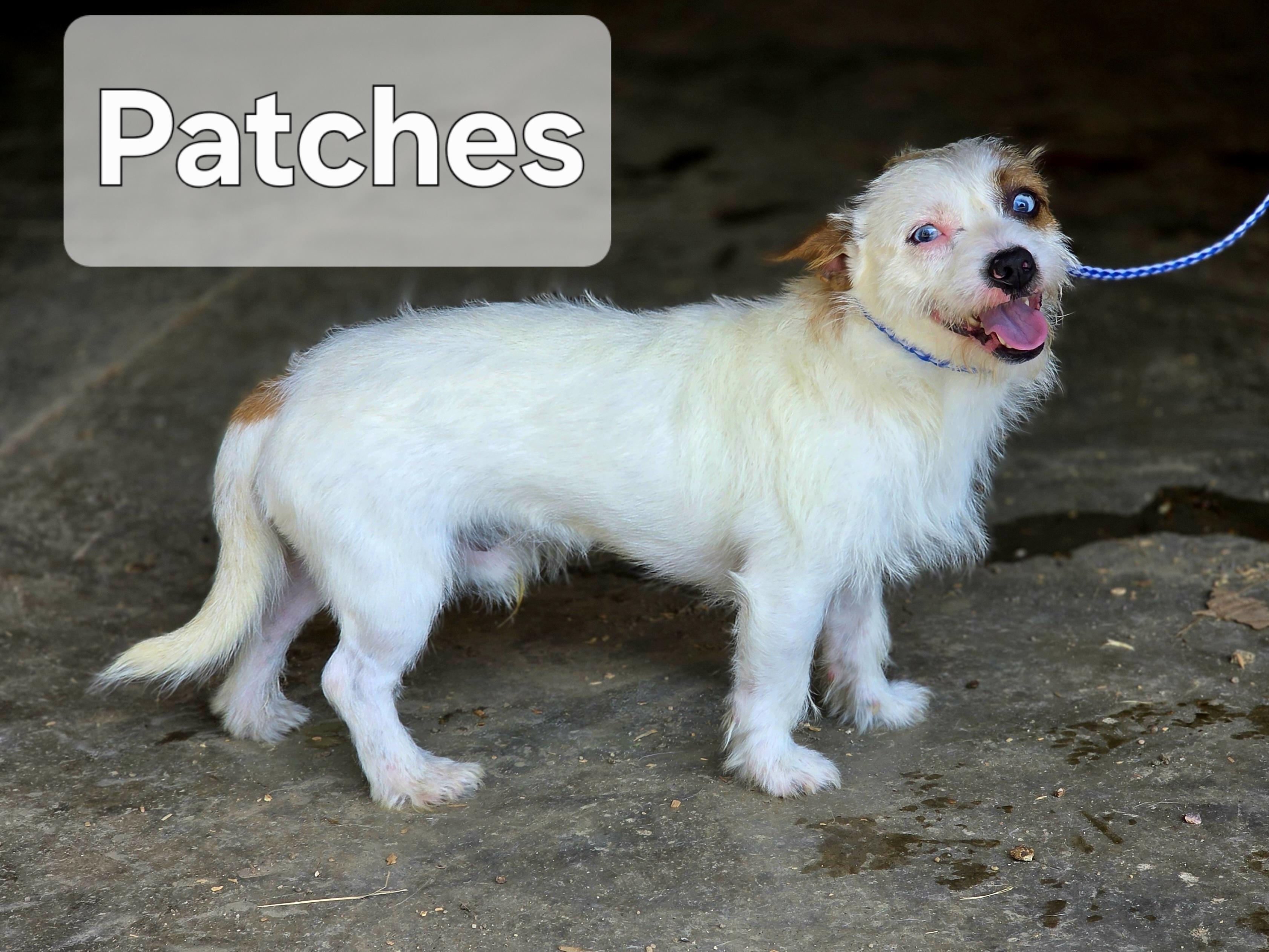 Patches photo 2