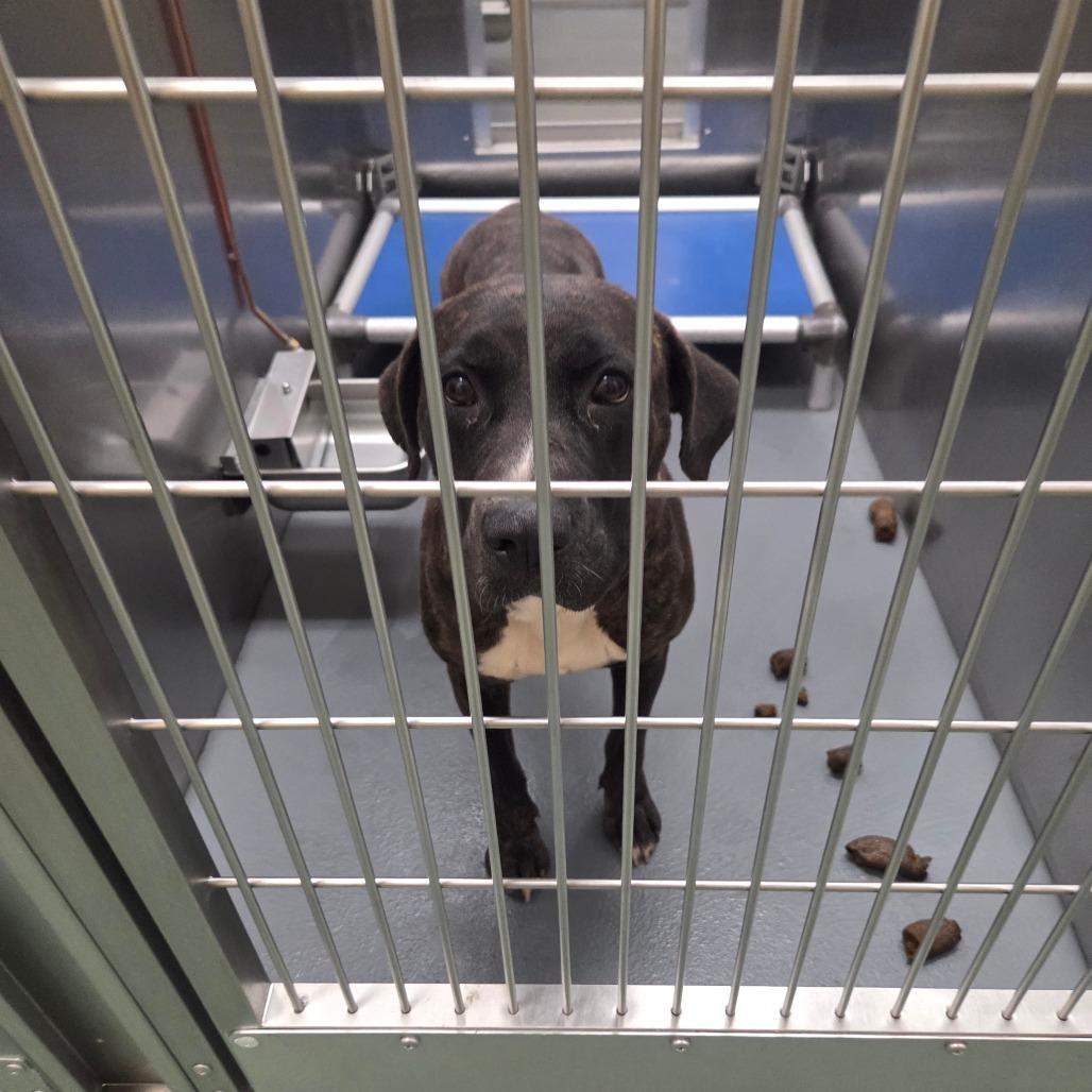 Enlarge Cerci, a Adoptable Mixed Breed in Memphis, TN image 1/5