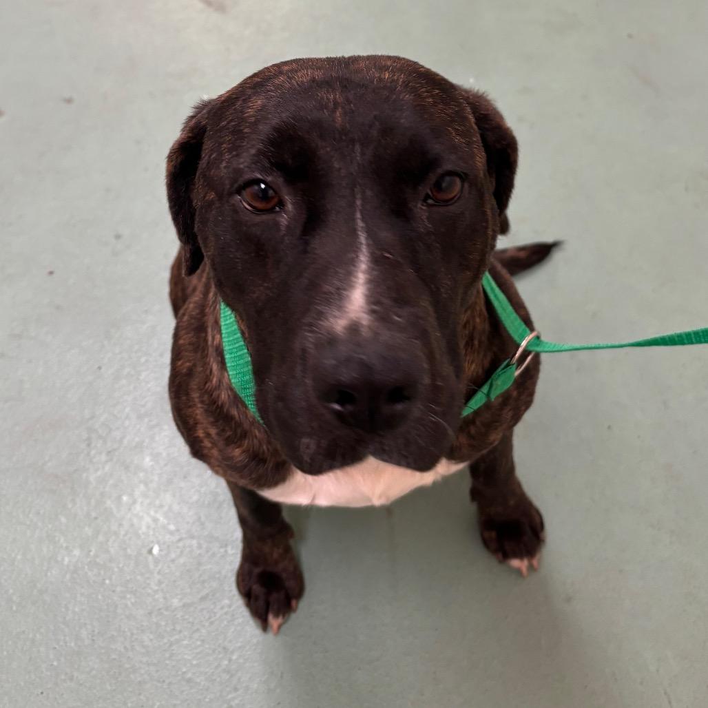 Enlarge Cerci, a Adoptable Mixed Breed in Memphis, TN image 2/5
