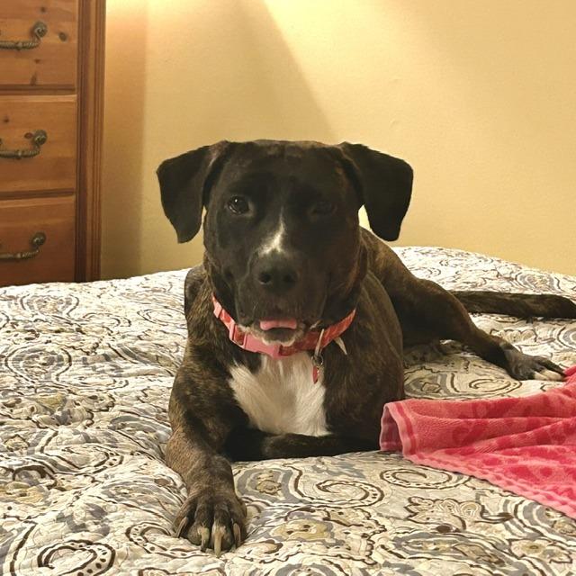 Enlarge Cerci, a Adoptable Mixed Breed in Memphis, TN image 3/5