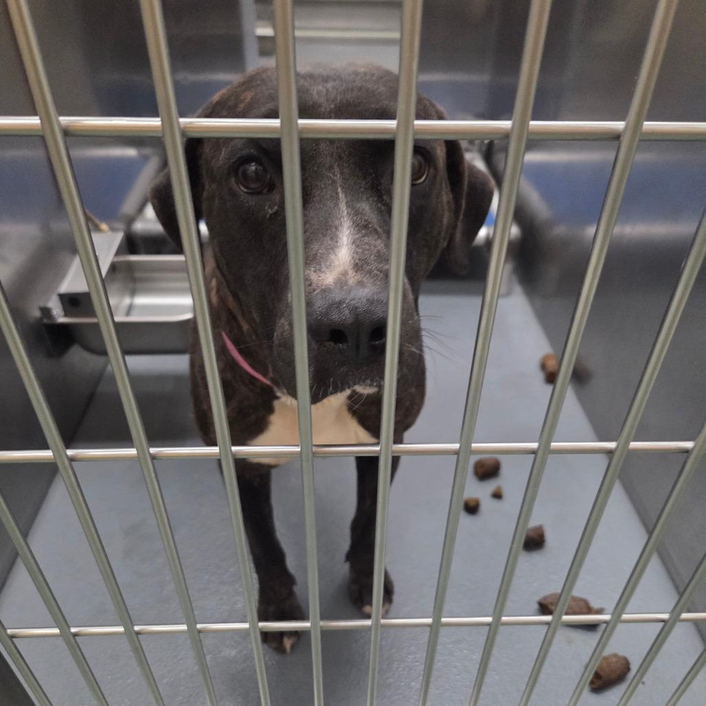 Enlarge Cerci, a Adoptable Mixed Breed in Memphis, TN image 4/5