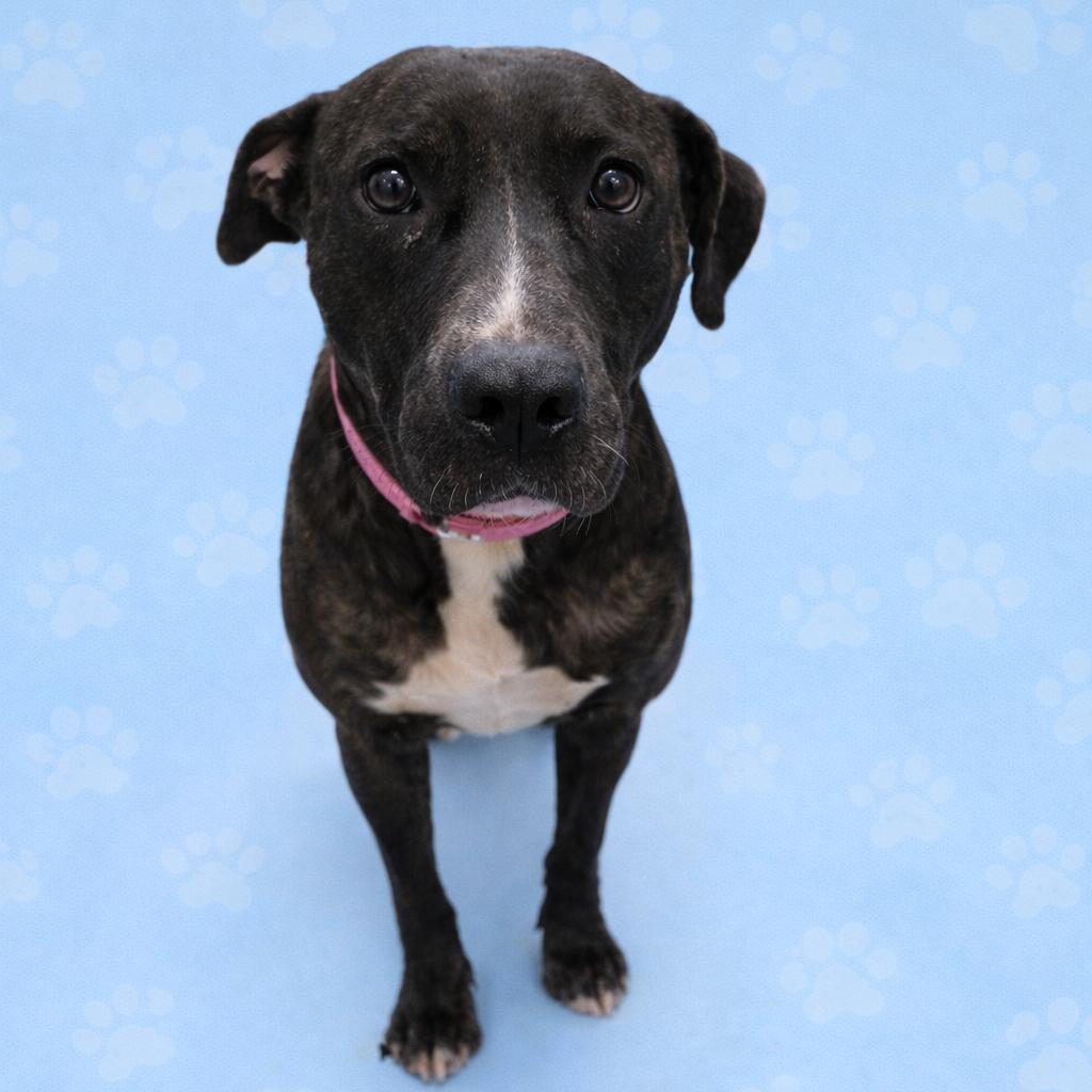 Enlarge Cerci, a Adoptable Mixed Breed in Memphis, TN image 5/5