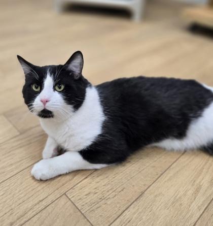 Vander, a ADOPTABLE mixed breed in Woodstock, IL image 3/3