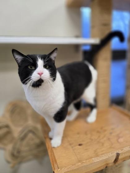 Vander, a ADOPTABLE mixed breed in Woodstock, IL image 2/3