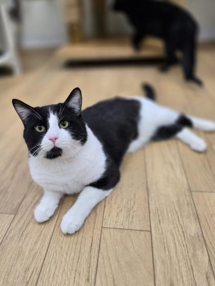 Vander, ADOPTABLE, Adult Male Domestic Short Hair.