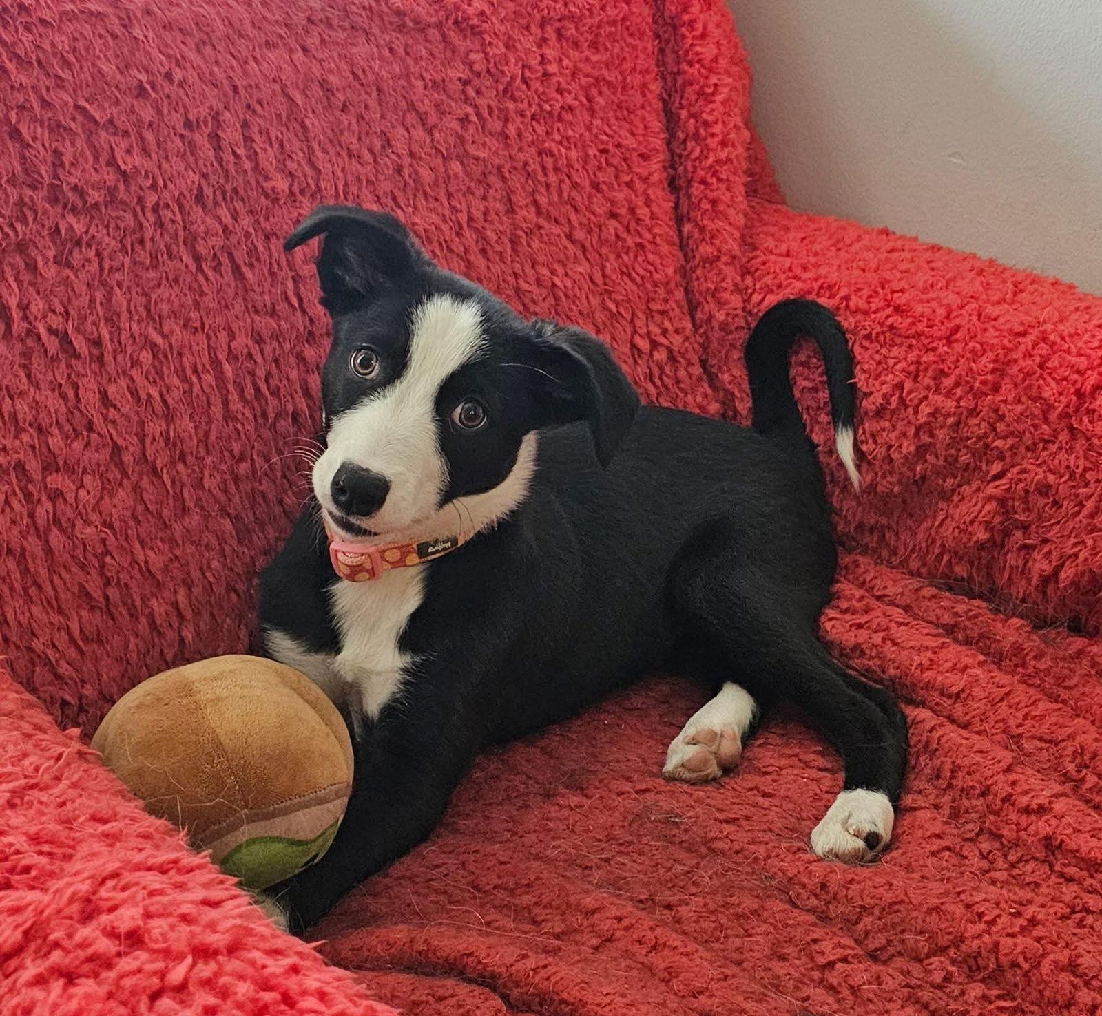 Enlarge Pebble, a Adopted Border Collie in Denver, CO image 1/3