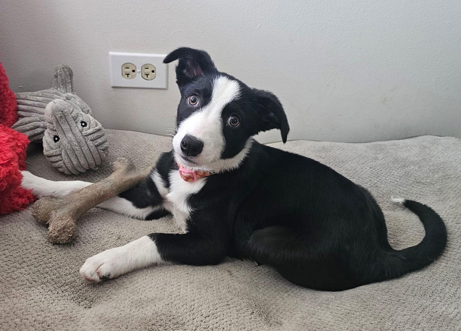 Enlarge Pebble, a Adopted Border Collie in Denver, CO image 2/3