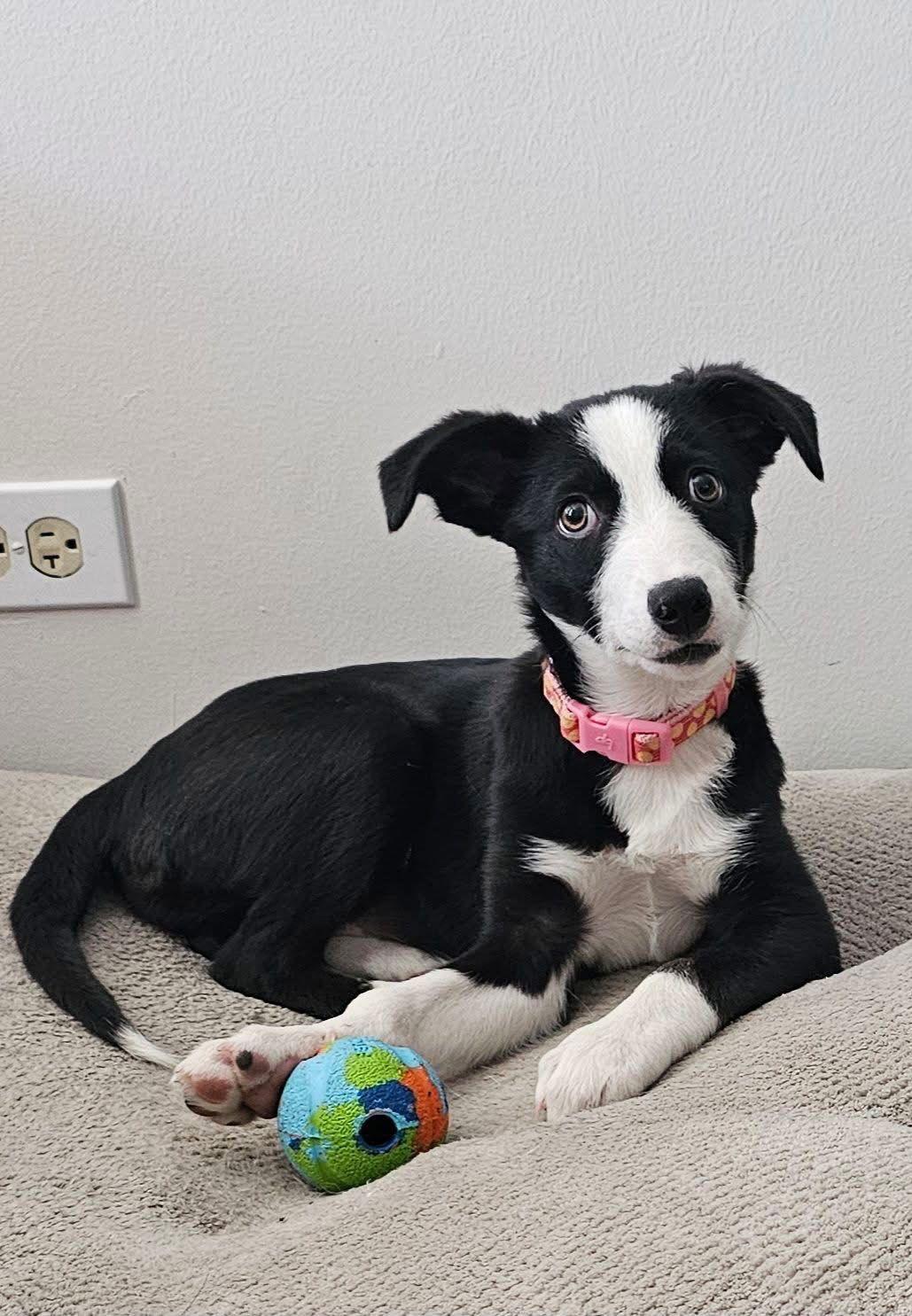 Enlarge Pebble, a Adopted Border Collie in Denver, CO image 3/3