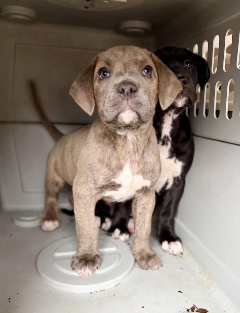 Enlarge BUTTER, an adopted mixed breed in Brattleboro, VT image 3/4