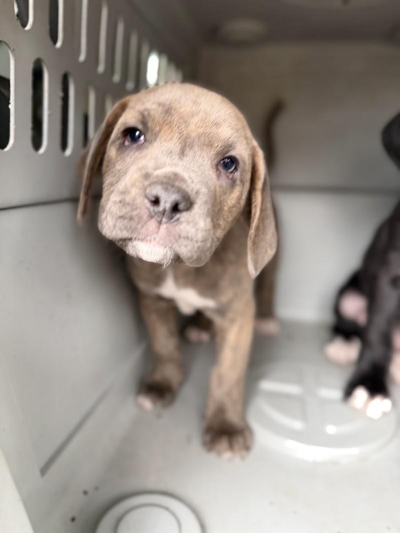 BUTTER, adopted, Puppy Male Mastiff & Pit Bull Terrier.