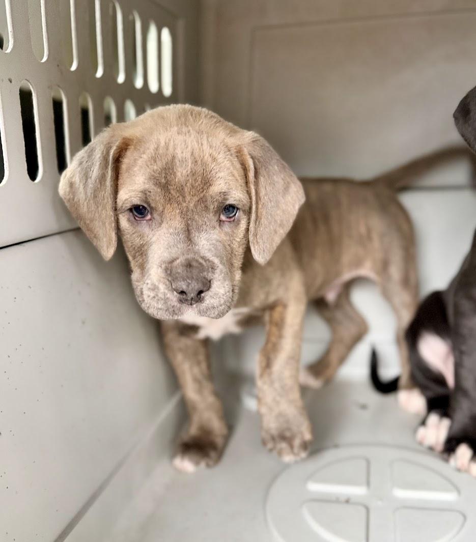 Enlarge BUTTER, an adopted mixed breed in Brattleboro, VT image 4/4