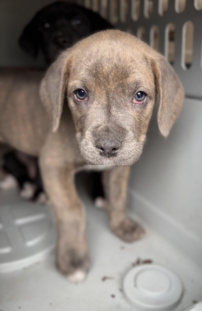 Enlarge BUTTER, an adopted mixed breed in Brattleboro, VT image 2/4