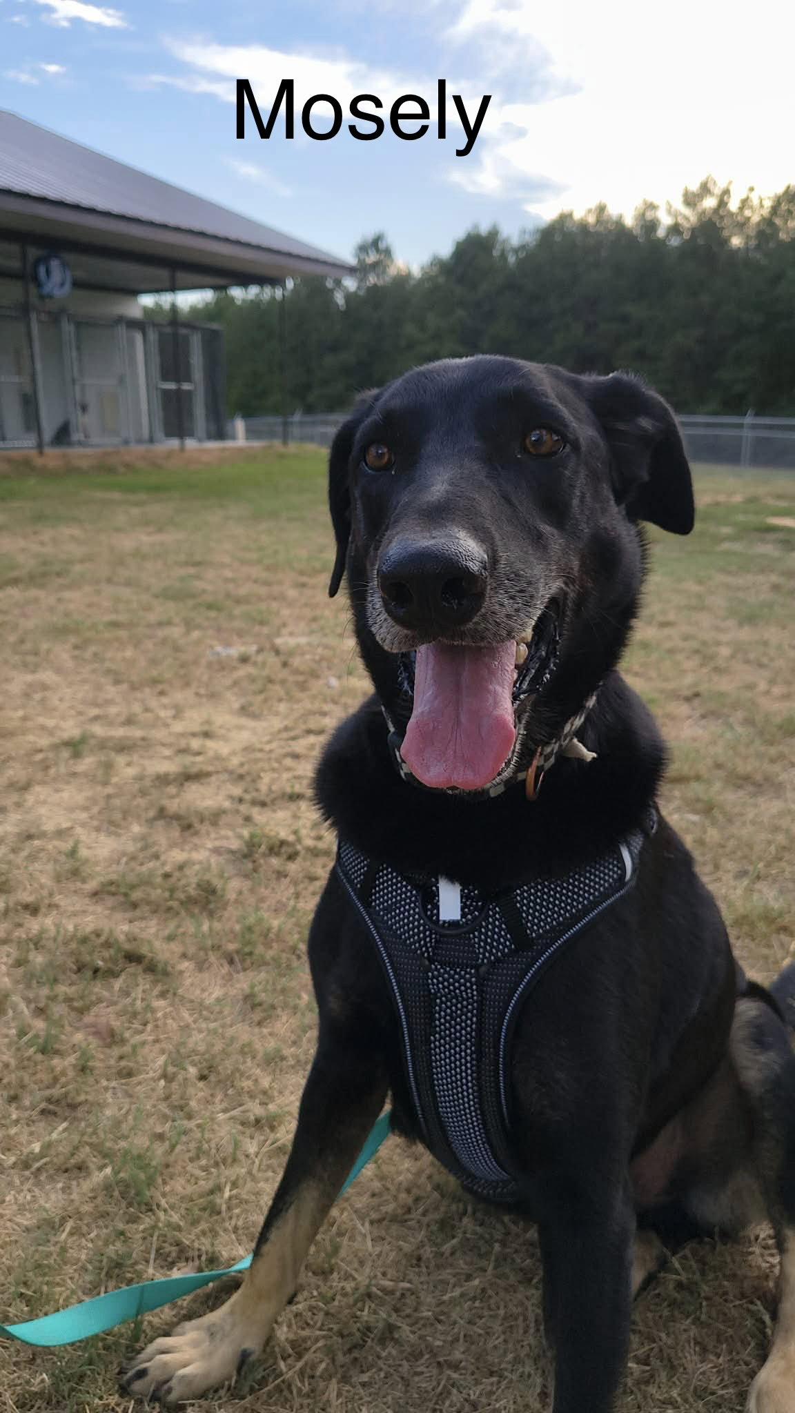Mosely, Adoptable, Young Male German Shepherd Dog.