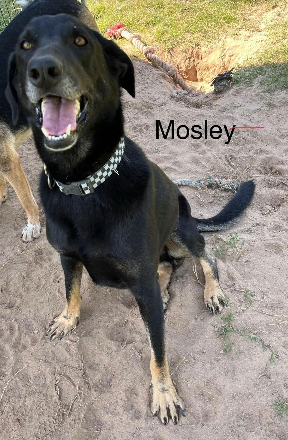 Mosely, Adoptable, Young Male German Shepherd Dog.