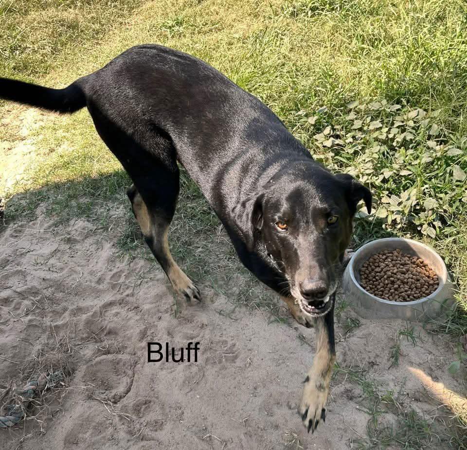 Enlarge Mosely, a Adoptable German Shepherd Dog in Farmerville, LA image 3/3