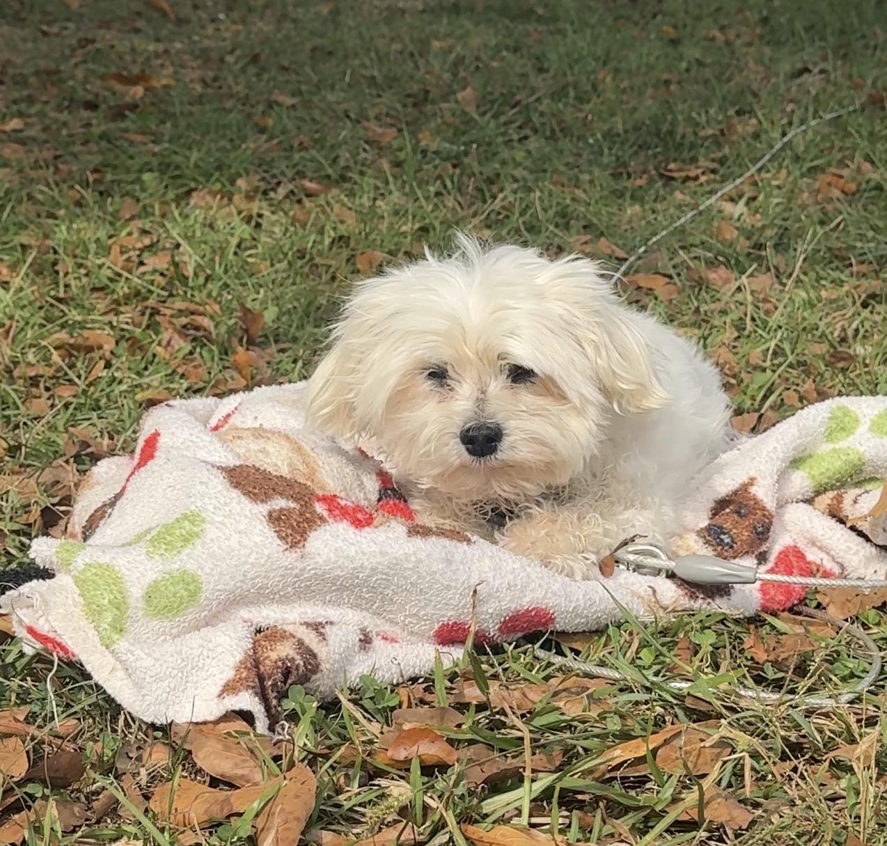 Tango, adoptable, Senior Male Maltipoo.