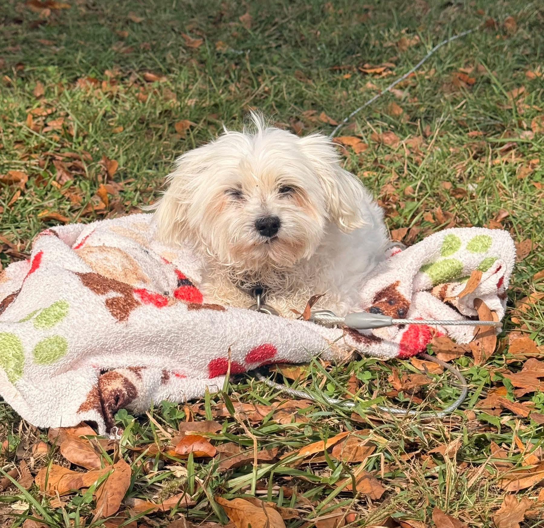 Enlarge Tango, an adoptable Maltipoo in Falmouth, MA image 3/3