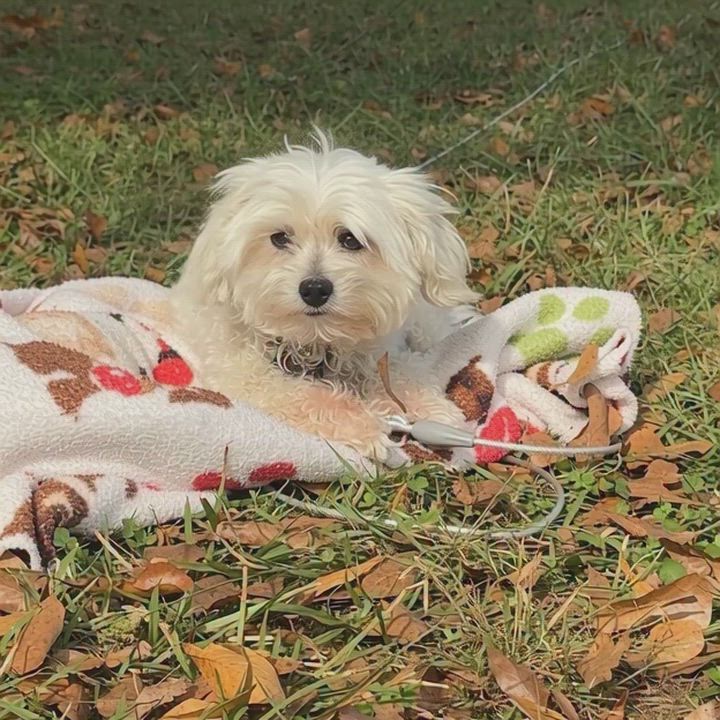 Enlarge Tango, an adoptable Maltipoo in Falmouth, MA video 2/3