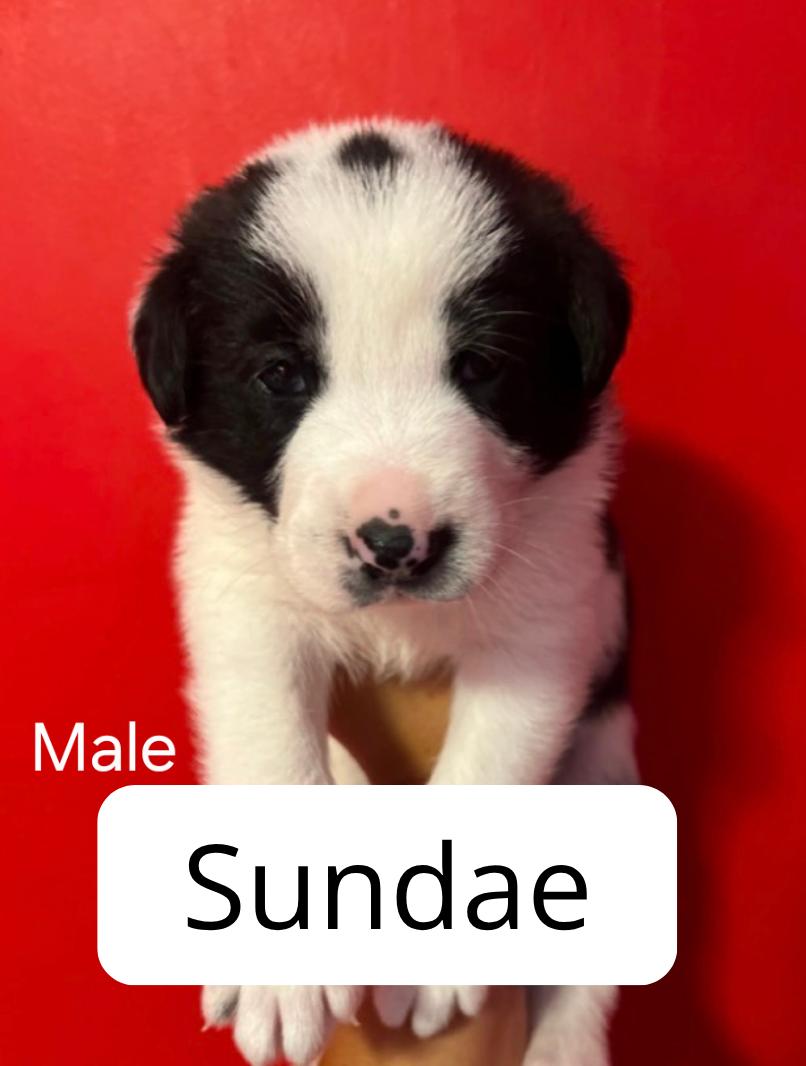 Enlarge Sundae, a ADOPTABLE mixed breed in Lake Elsinore, CA image 1/1