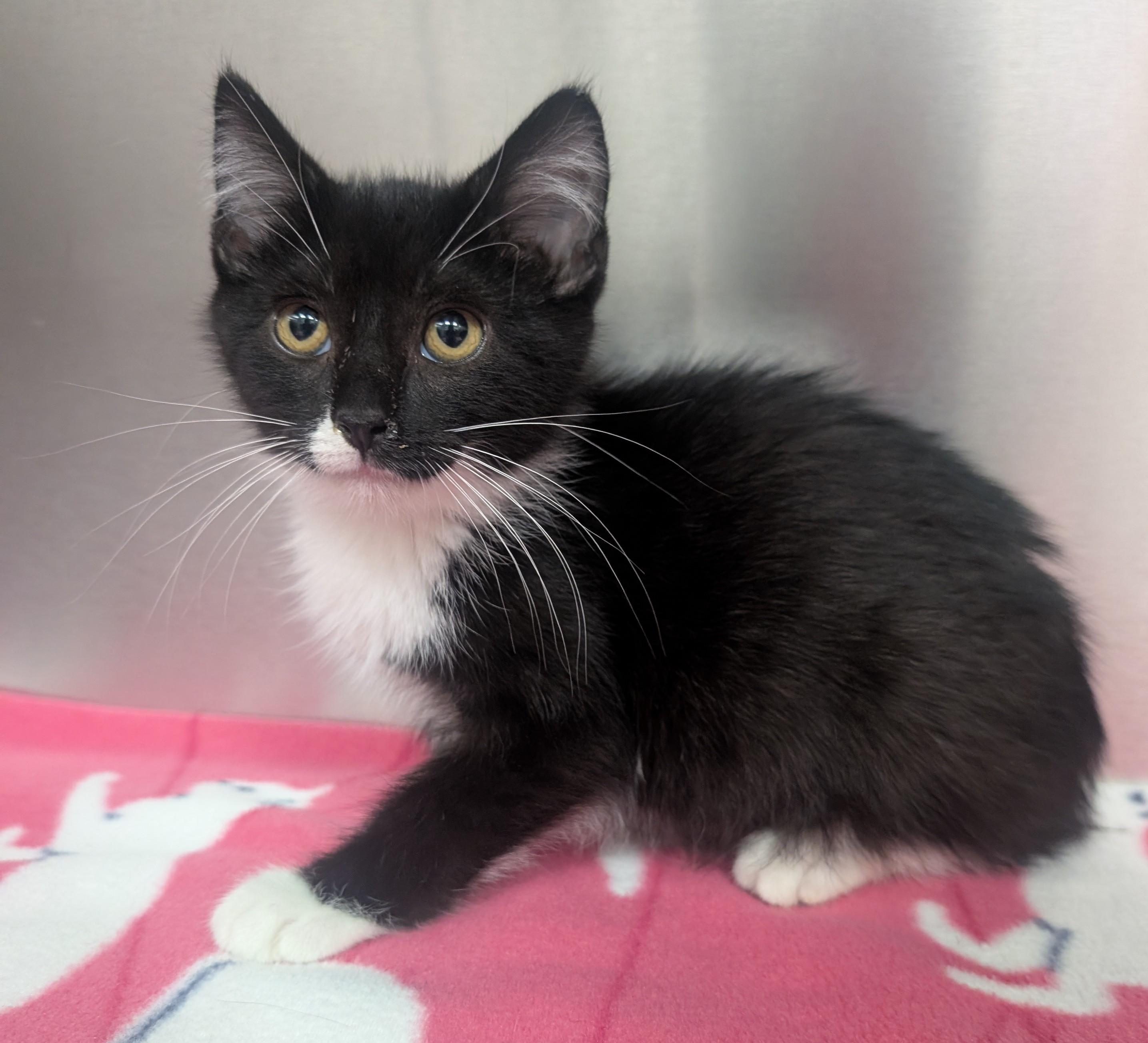Enlarge Felix, an adoptable Domestic Short Hair in New Ulm, MN image 1/1