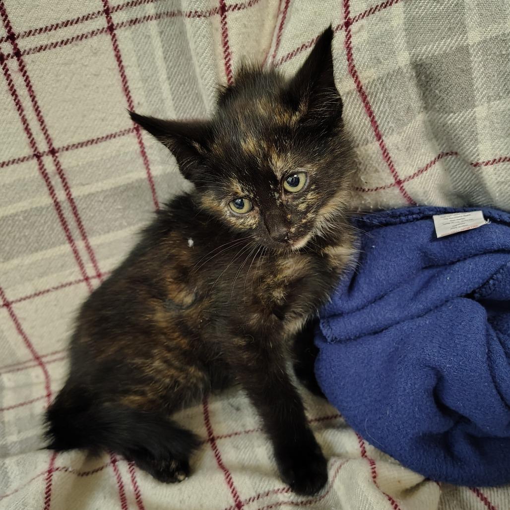 Enlarge Nevada, a Adoptable Domestic Short Hair in Coos Bay, OR image 2/5