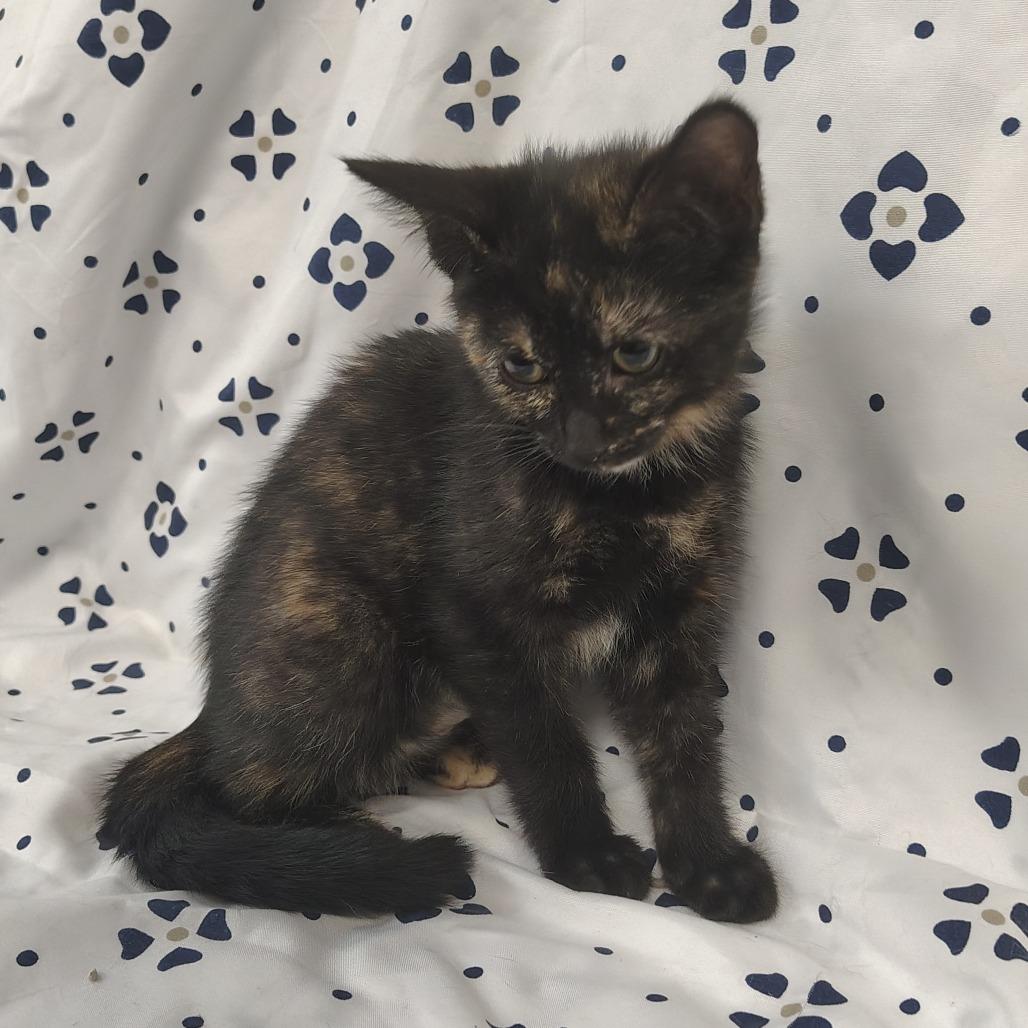 Enlarge Nevada, a Adoptable Domestic Short Hair in Coos Bay, OR image 3/5