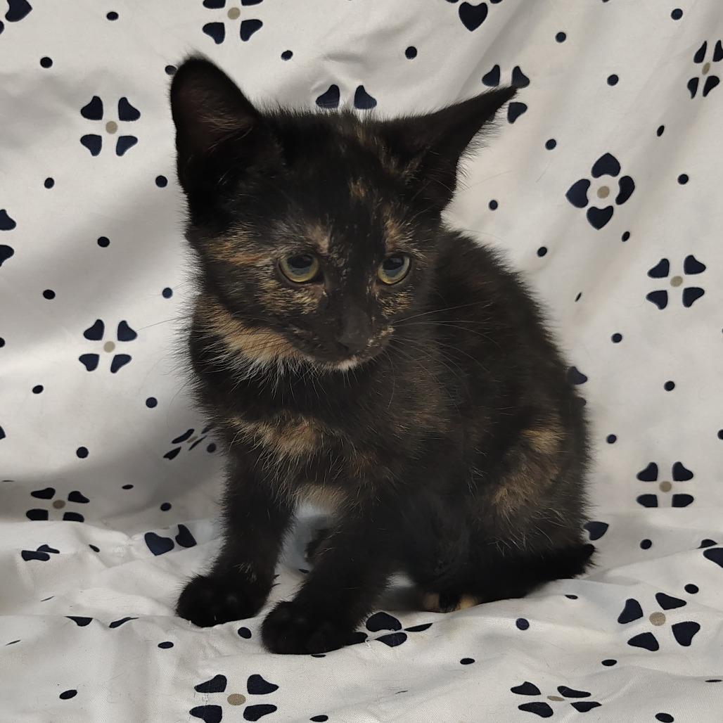Enlarge Nevada, a Adoptable Domestic Short Hair in Coos Bay, OR image 4/5