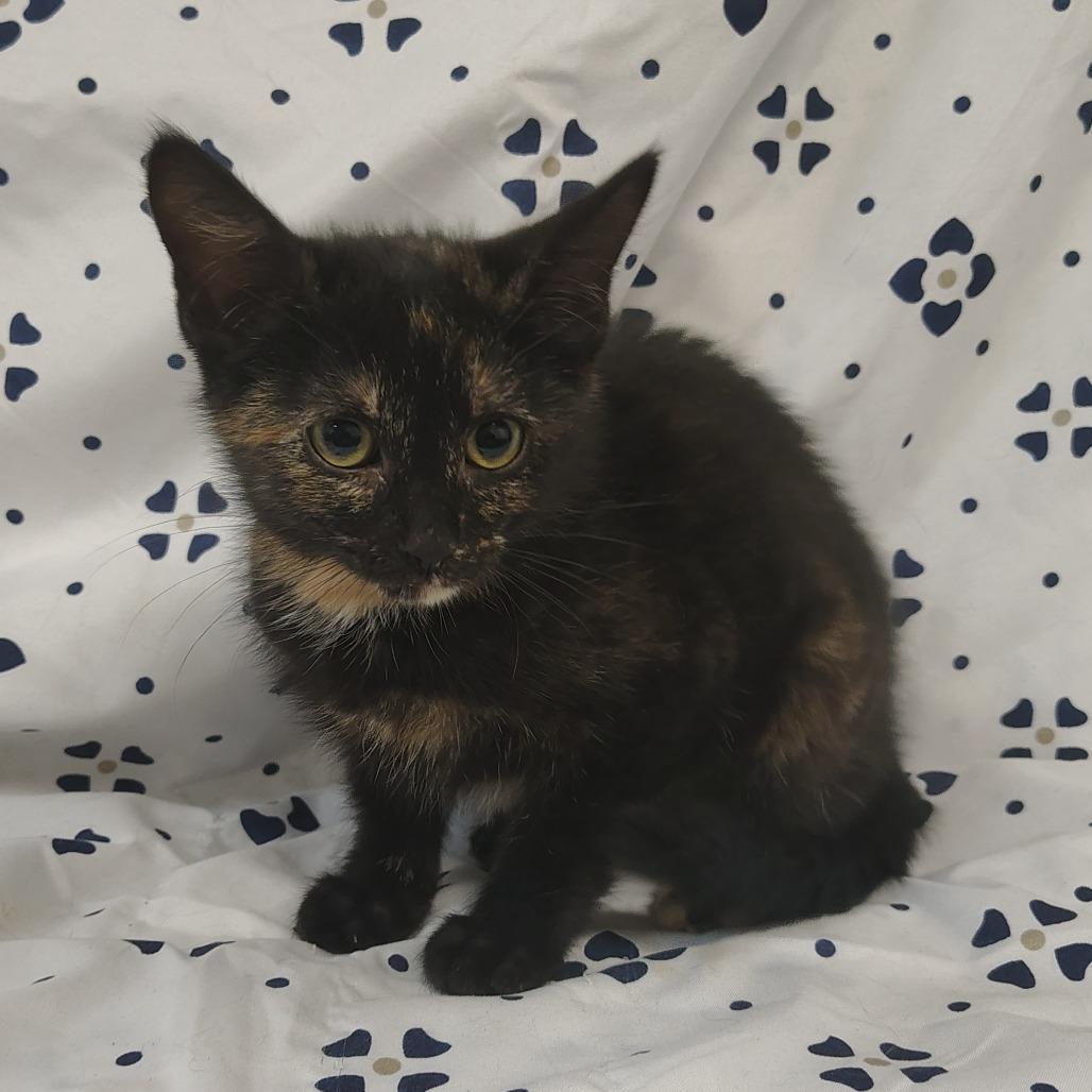 Enlarge Nevada, a Adoptable Domestic Short Hair in Coos Bay, OR image 5/5