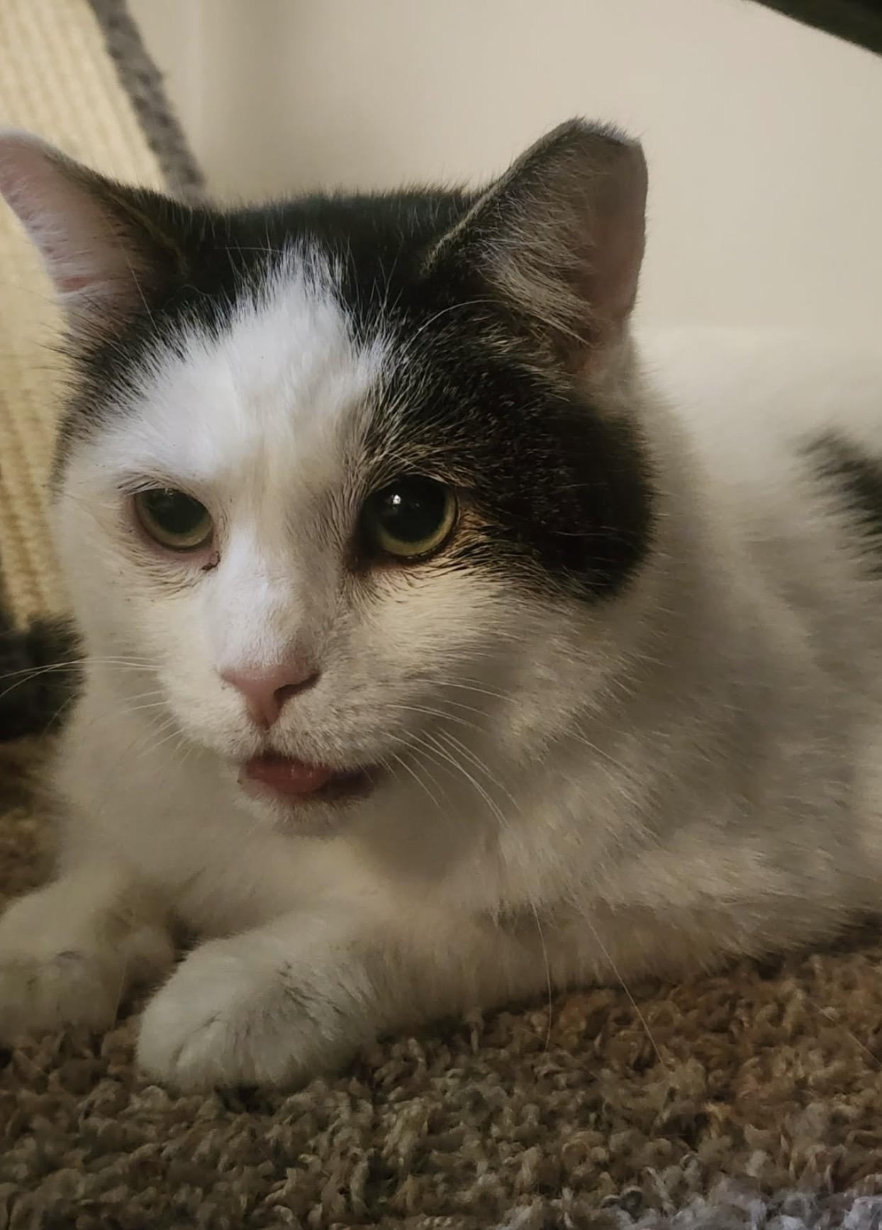 Domino, ADOPTABLE, Adult Male Domestic Short Hair.