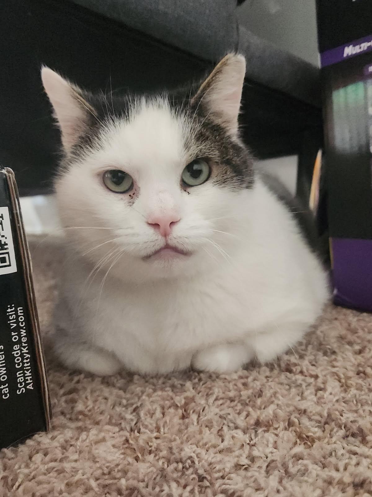 Domino, a ADOPTABLE Domestic Short Hair in CANONSBURG, PA image 1/2