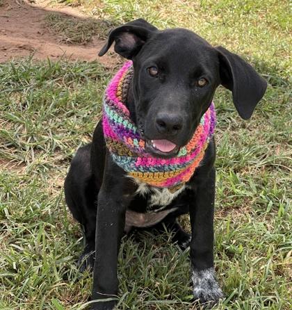 Lavagirl $50, a Adoptable mixed breed in Seneca, SC image 1/3
