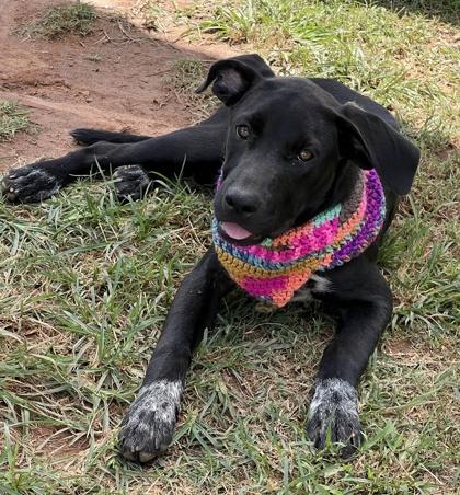 Lavagirl $50, a Adoptable mixed breed in Seneca, SC image 2/3