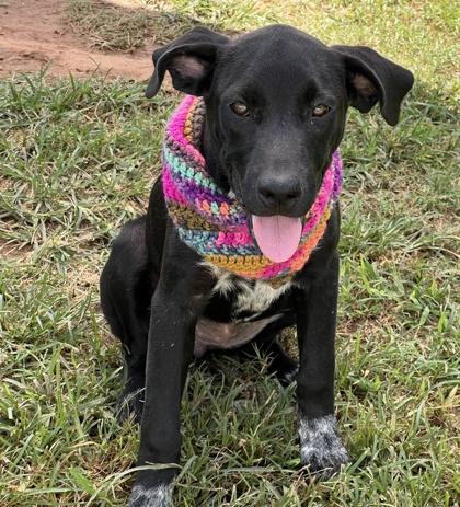 Lavagirl $50, a Adoptable mixed breed in Seneca, SC image 3/3