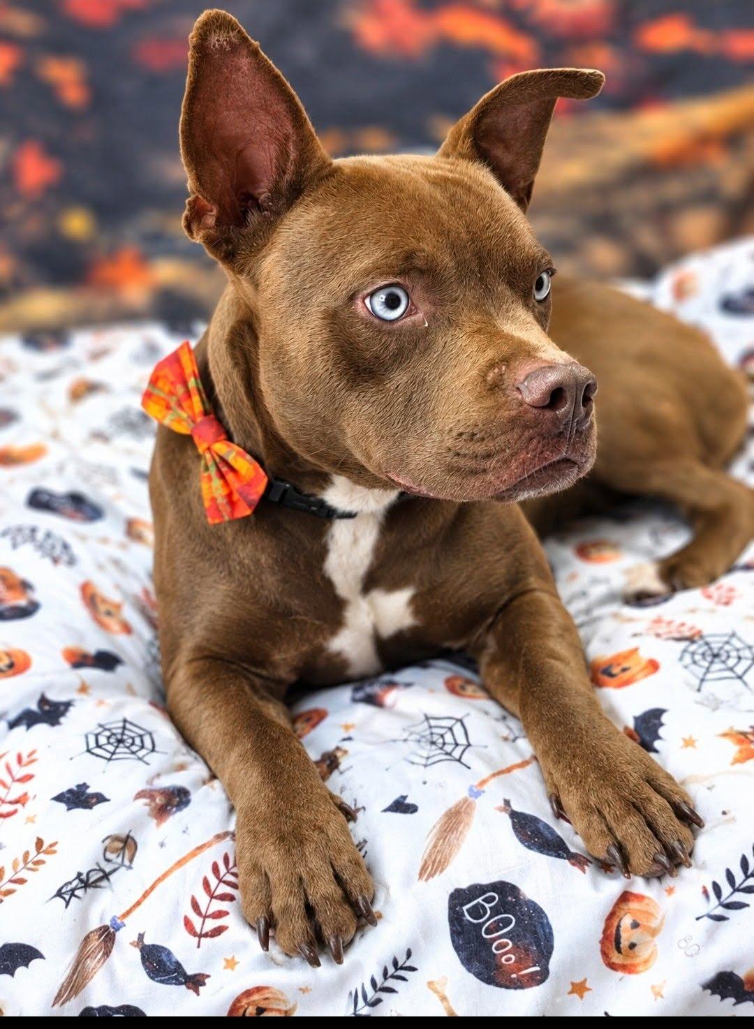 Enlarge Zeus, a Adoptable Pit Bull Terrier in Bishopville, SC image 2/3