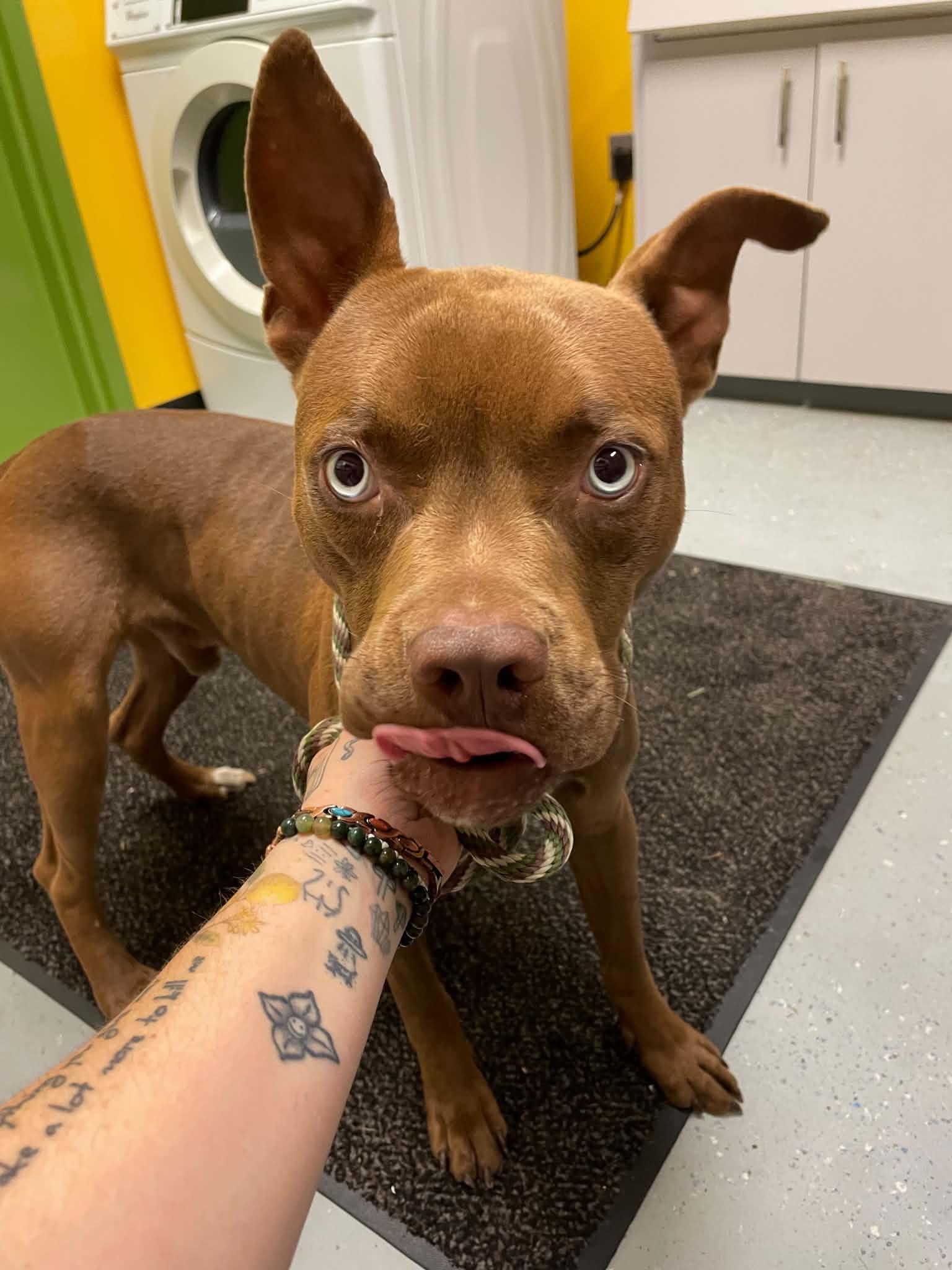 Enlarge Zeus, a Adoptable Pit Bull Terrier in Bishopville, SC image 1/1