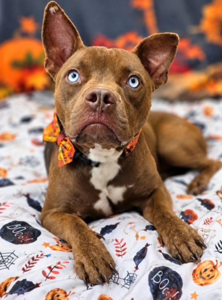 Enlarge Zeus, a Adoptable Pit Bull Terrier in Bishopville, SC image 1/3