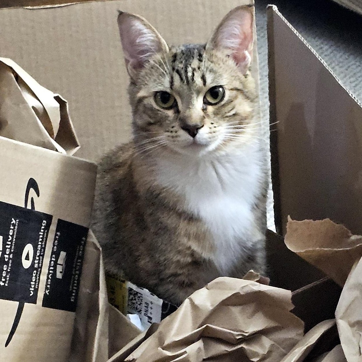 Enlarge Roxy, a ADOPTABLE Domestic Short Hair in Wadsworth, OH image 4/5