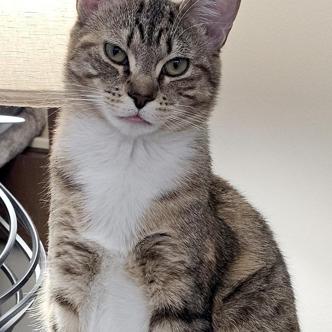 Enlarge Roxy, a ADOPTABLE Domestic Short Hair in Wadsworth, OH image 3/5