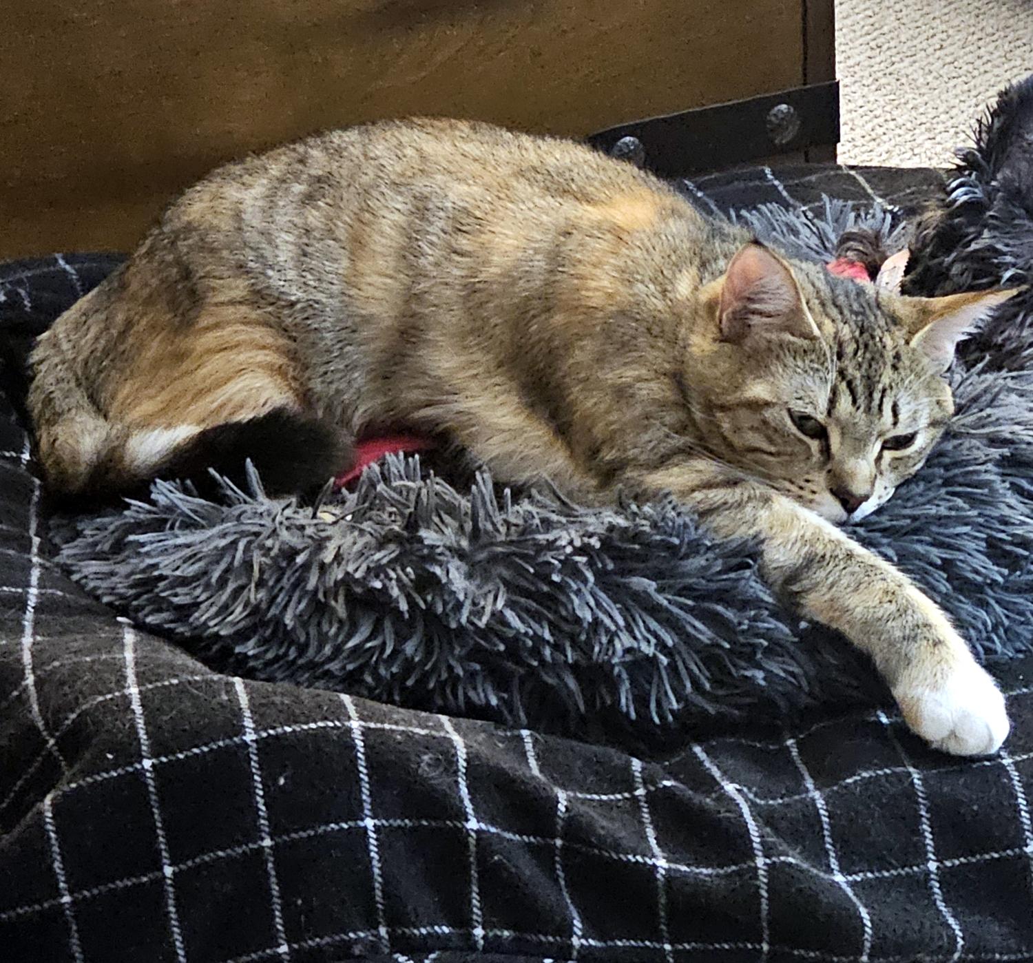 Enlarge Roxy, a ADOPTABLE Domestic Short Hair in Wadsworth, OH image 5/5