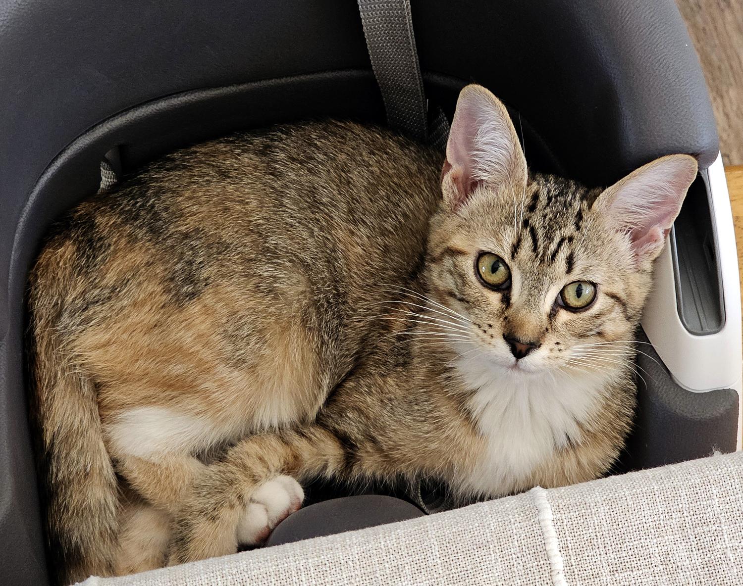 Enlarge Roxy, a ADOPTABLE Domestic Short Hair in Wadsworth, OH image 1/5